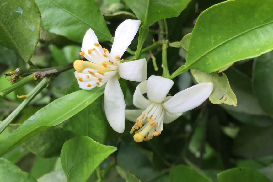 【先行予約】【数量限定】田縁農園のせとか3kg ※離島への配送不可 （2026年3月5日より順次発送） IKTA015