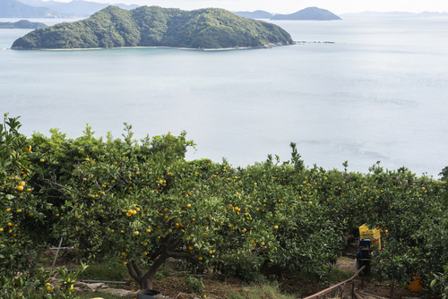 【先行予約】【数量限定】田縁農園の不知火（しらぬい）3kg ※離島への配送不可 （2026年2月10日より順次発送）  IKTA018