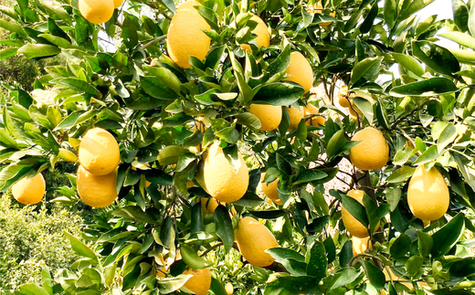 【数量限定】家庭用 瓢柑(7kg) 訳あり ※北海道・沖縄・離島への配送不可 （2026年4月1日より順次発送）  IKTA021