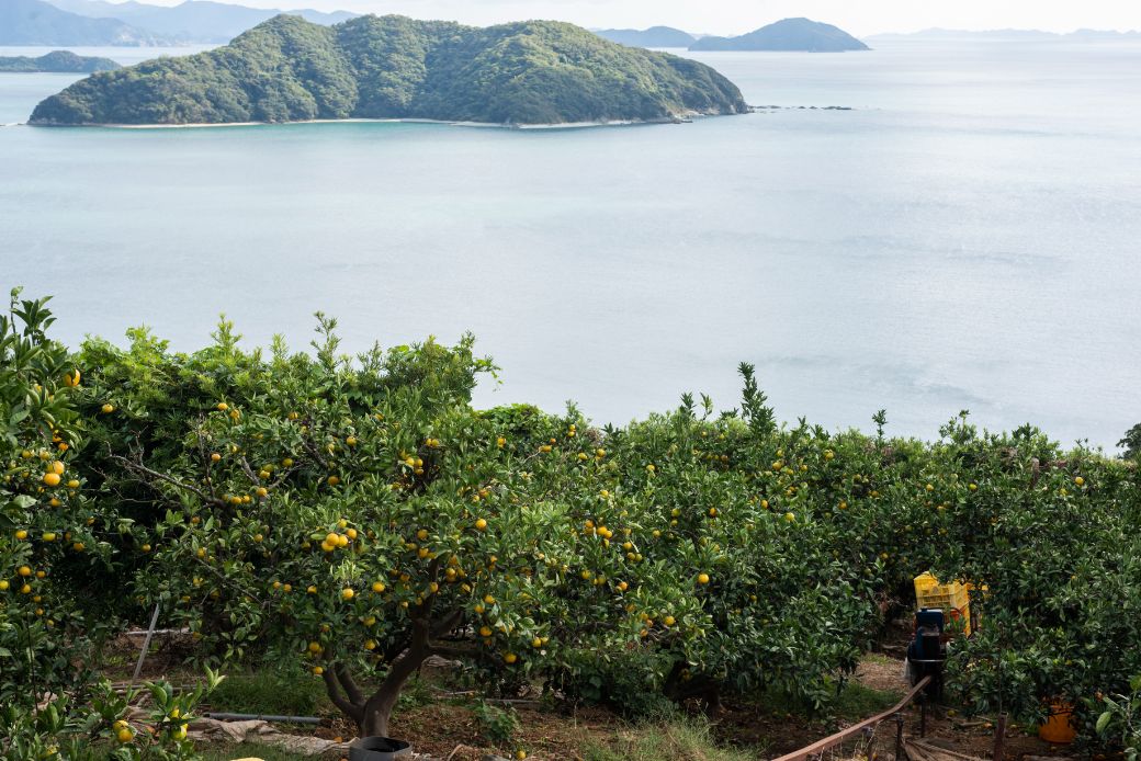 【先行予約】【数量限定】田縁農園のせとか2kg ※離島への配送不可 （2026年3月5日より順次発送）  IKTA027