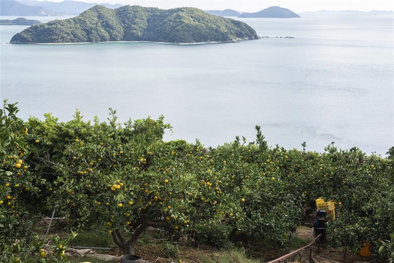 【先行予約】【数量限定】田縁農園の完熟不知火（しらぬい）2kg ※離島への配送不可 （2026年3月20日より順次発送） IKTA029