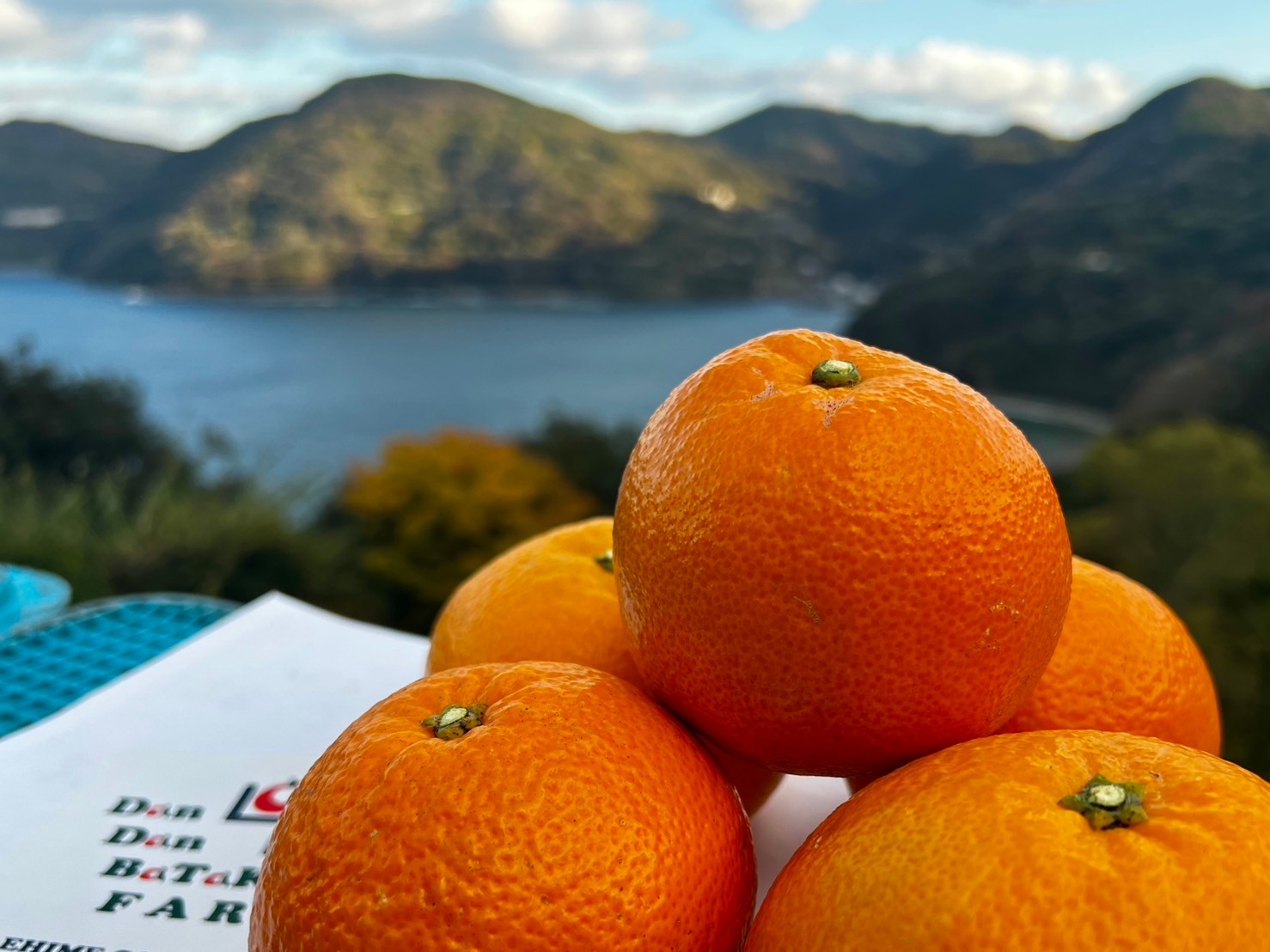 【先行予約】【家庭用】伊予柑 約5kg | 柑橘 みかん 果物 フルーツ 愛媛県産 農家直送　※離島への配送不可　※2026年1月中旬から順次発送予定   IKTAU001