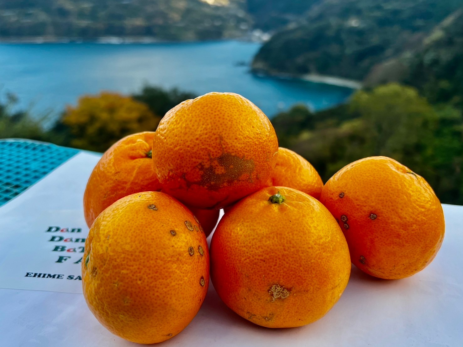 【先行予約】【家庭用】はるみ 約5kg | 柑橘 みかん 果物 フルーツ 愛媛県産 農家直送 　※離島への配送不可　※2026年1月下旬より順次発送予定  IKTAU004