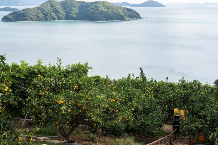 【先行予約】【数量限定】田縁農園の甘平（かんぺい）3kg ※離島への配送不可 （2026年1月25日より順次発送）  IKTA016