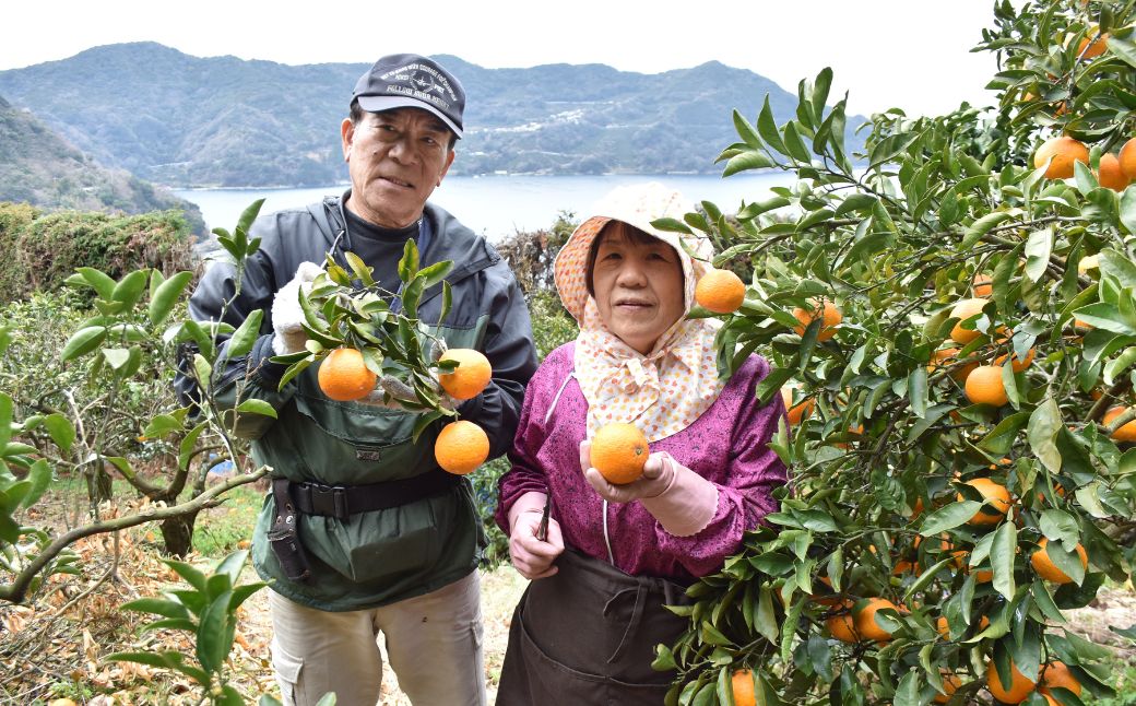 【先行受付】【数量限定】【山採り無選別】はるみ 10kg ※離島への配送不可（2026年2月より順次発送） IKTAB012