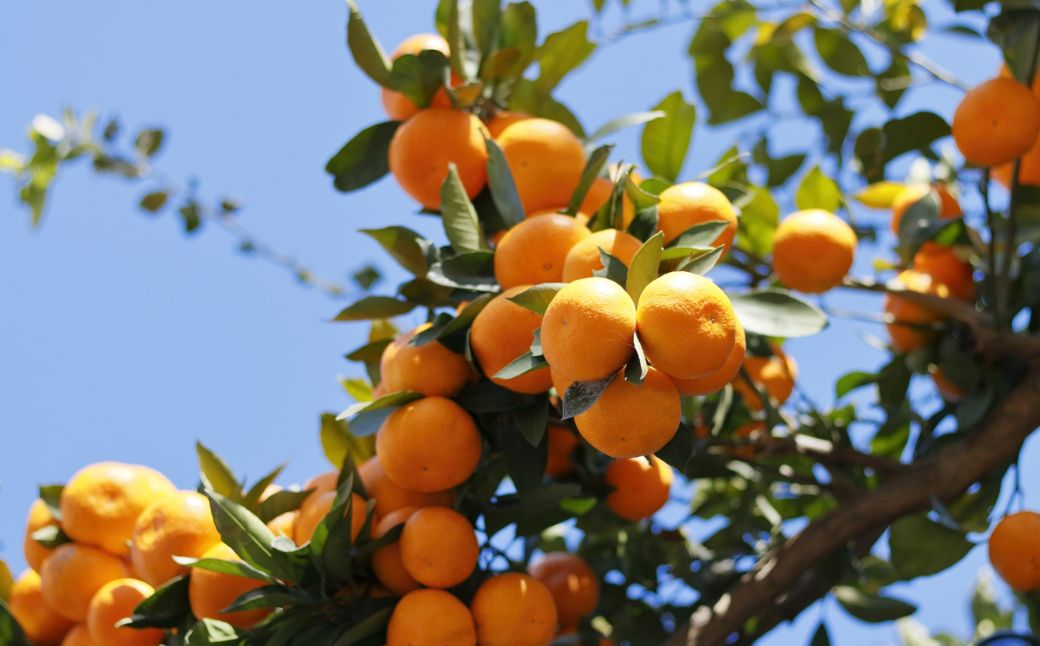 【先行予約】訳あり 清見オレンジ計9kg ※離島への配送不可（2026年3月上旬頃より順次発送予定） IKTAC009