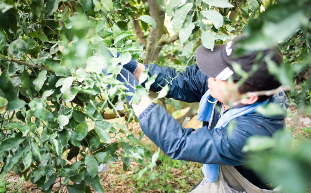 【先行予約】【訳あり】浅野農園のサンフルーツ 10kg ※離島への配送不可（2026年3月中旬頃より順次発送予定）