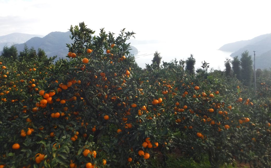 JAにしうわ みつる共選 「蜜る」5kg（2S～2L）2.5kg×2箱 ※離島への配送不可（2025年11月中旬より順次発送予定） IKTBC012