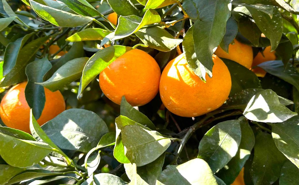 【先行予約】【農家直送】愛媛県産 はるみ 贈答用 4.5kg（2026年1月中旬～2月上旬頃発送予定） IKTC009