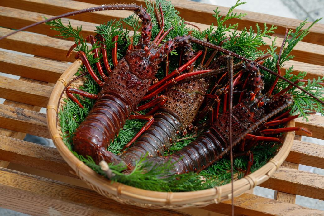 【先行予約】【数量限定】産地直送！活き伊勢えび 約200～250g×3尾 ※北海道・東北地方・沖縄・離島への配送不可（2025年9月上旬頃より順次発送） IKTJ009