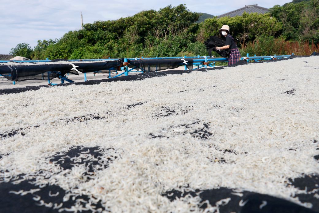 【愛媛県・佐田岬直送】木嶋水産の釜揚げしらすセット 700g（70g×10パック）※離島への配送不可 IKTP004