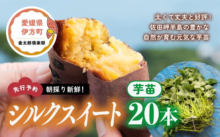 順次発送可能】朝採り新鮮！シルクスイート 芋苗（20本）| さつまいも サツマイモ 家庭菜園 ※2024年5月下旬～8月初旬頃に順次発送予定:  伊方町ANAのふるさと納税