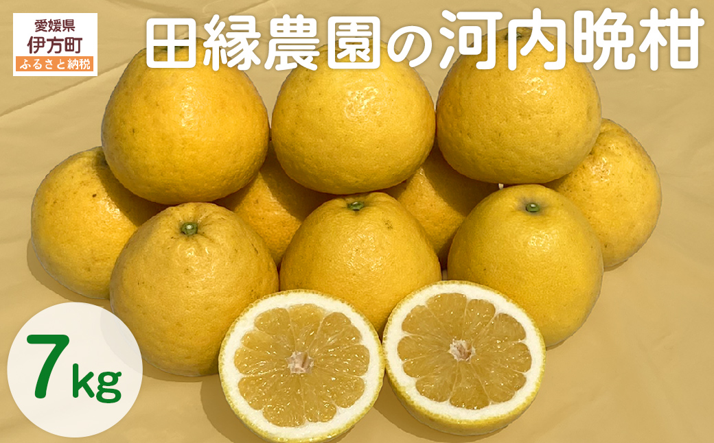 田縁農園の河内晩柑約7kg ※離島への配送不可 （2026年4月10日より順次発送）  IKTA020