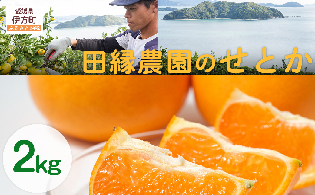 【先行予約】【数量限定】田縁農園のせとか2kg ※離島への配送不可 （2026年3月5日より順次発送）  IKTA027