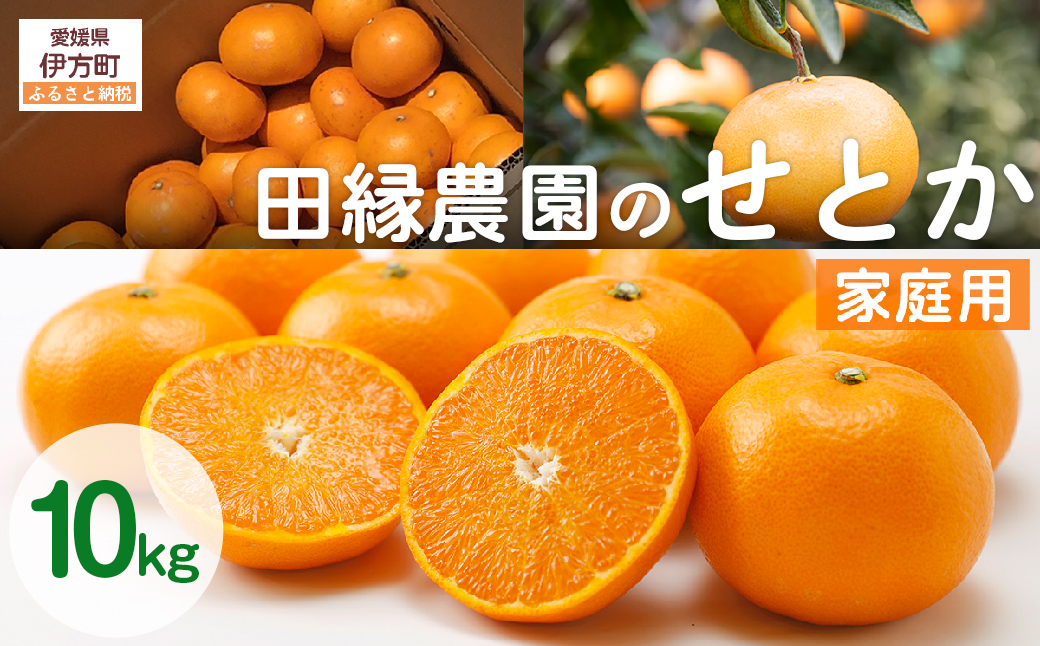 【先行予約】【家庭用】せとか 10kg ※離島への配送不可 （2026年3月5日より順次発送）IKTA038