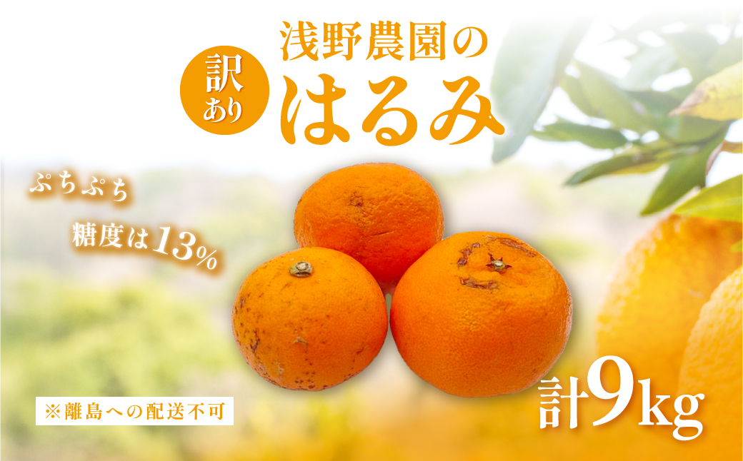 【先行予約】【訳あり】浅野農園のはるみ 9kg ※離島への配送不可（2026年2月中旬頃より順次発送予定） IKTAC032