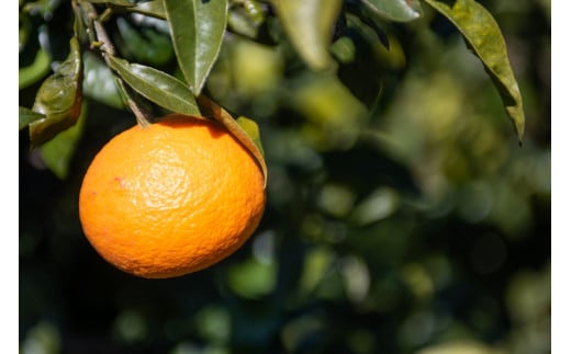 【先行予約】いのうえ農園の今津ポンカン 5kg ※離島への配送不可（2026年2月上旬より順次発送） IKTAI004