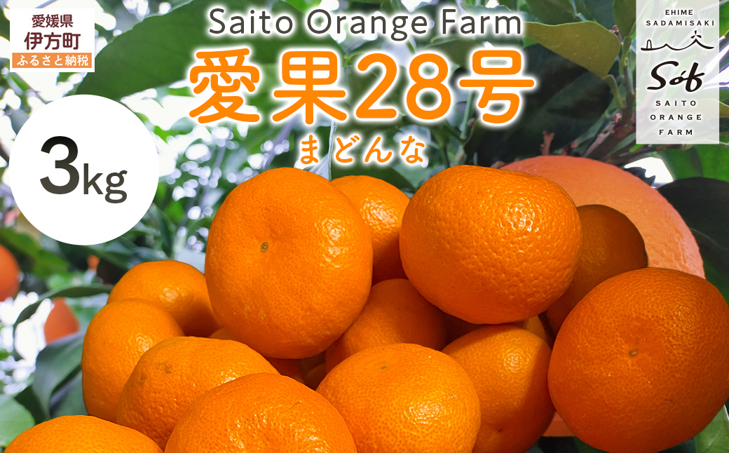 【先行予約】【数量限定】Saito Orange Farmの愛果28号（まどんな）3kg（2026年1月下旬頃より順次発送） IKTAQ017