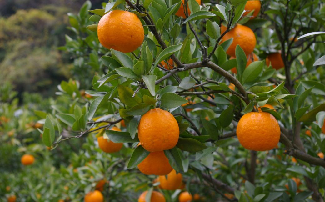 【先行予約】【数量限定】JAにしうわ みつる共選 ポンカン約10kg（2S～2L）※離島への配送不可（2026年1月中旬より順次発送予定） IKTBC005