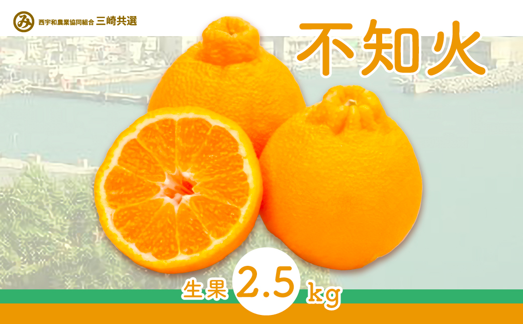 【先行予約】不知火（生果2.5kg）※離島への配送不可（2026年2月上旬～2月下旬頃に順次発送予定） IKTBD010