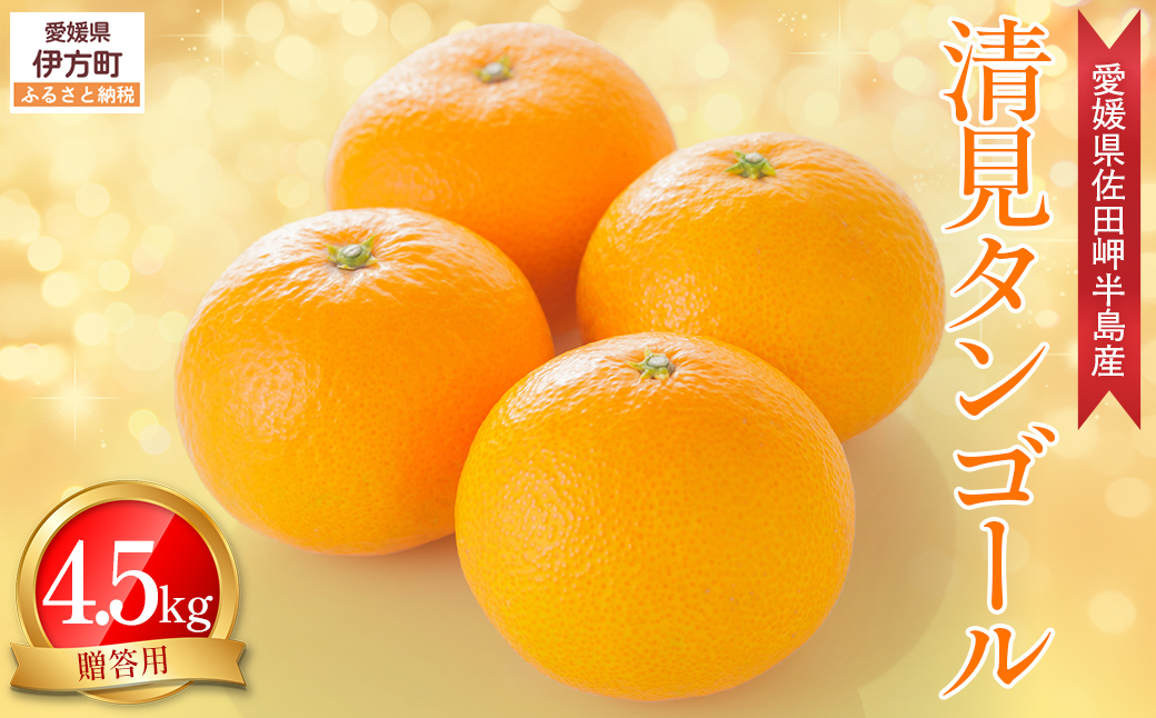 【先行予約】【農家直送】愛媛県産 清見タンゴール 贈答用 4.5kg（2026年3月上旬～4月中旬頃発送予定） IKTC007