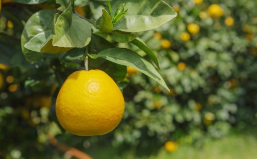 ナダオレンジ(河内晩柑)家庭用9kg（2026年5月中旬より順次発送）  【ふるさと納税 人気 おすすめ ランキング 柑橘 蜜柑 みかん ミカン 果物 フルーツ 河内晩柑 ナダオレンジ オレンジ 家庭用 愛媛県 伊方町 送料無料】 IKTC019