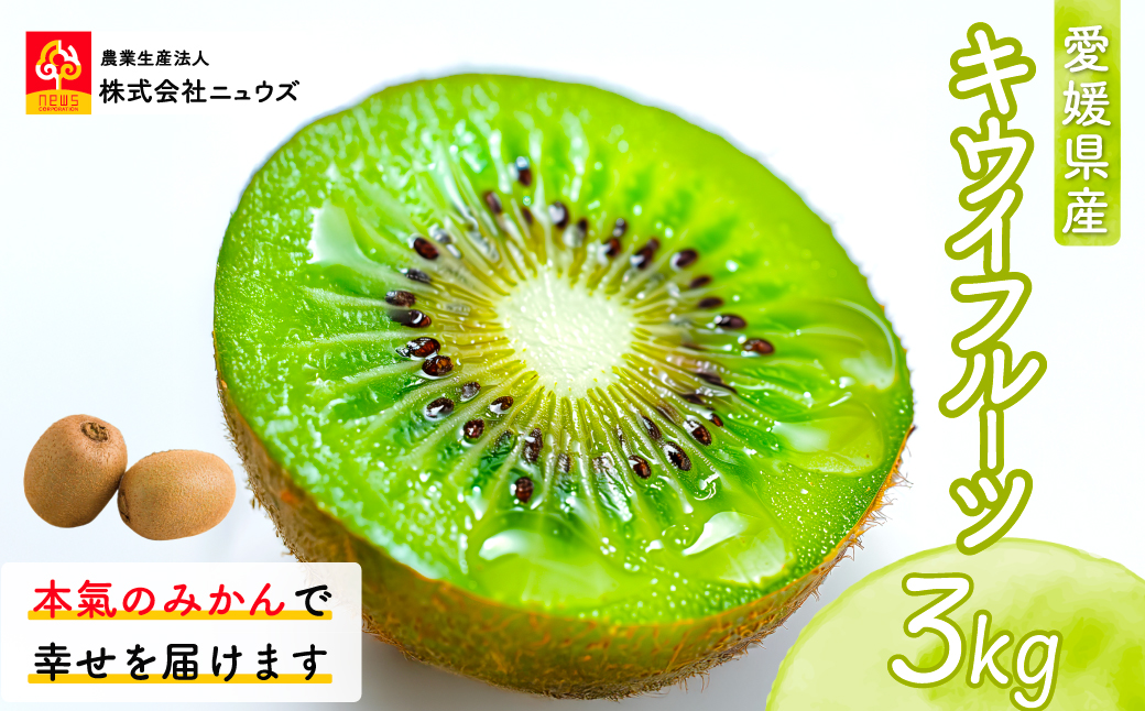 【先行予約】キウイフルーツ（生果）3kg（2025年11月上旬より順次発送）  IKTF024