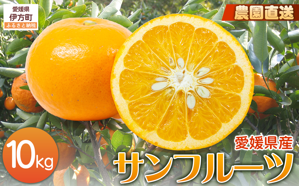 【栽培期間中農薬不使用】【先行受付】【数量限定】農園直送！愛媛県産サンフルーツ 10kg （2026年4月上旬頃より順次発送） IKTG012
