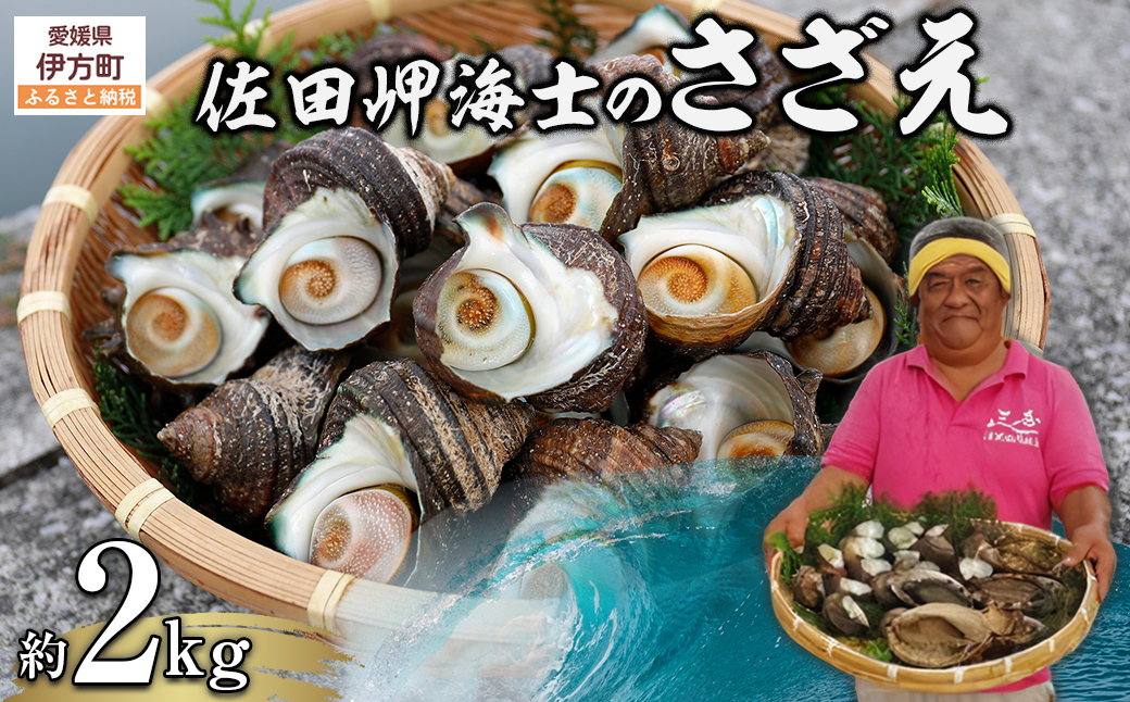 【数量限定】佐田岬海士のさざえ2kg ※北海道・東北地方・沖縄・離島への配送不可 IKTJ003