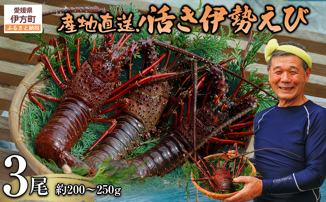 【先行予約】【数量限定】産地直送！活き伊勢えび 約200～250g×3尾 ※北海道・東北地方・沖縄・離島への配送不可（2025年9月上旬頃より順次発送） IKTJ009