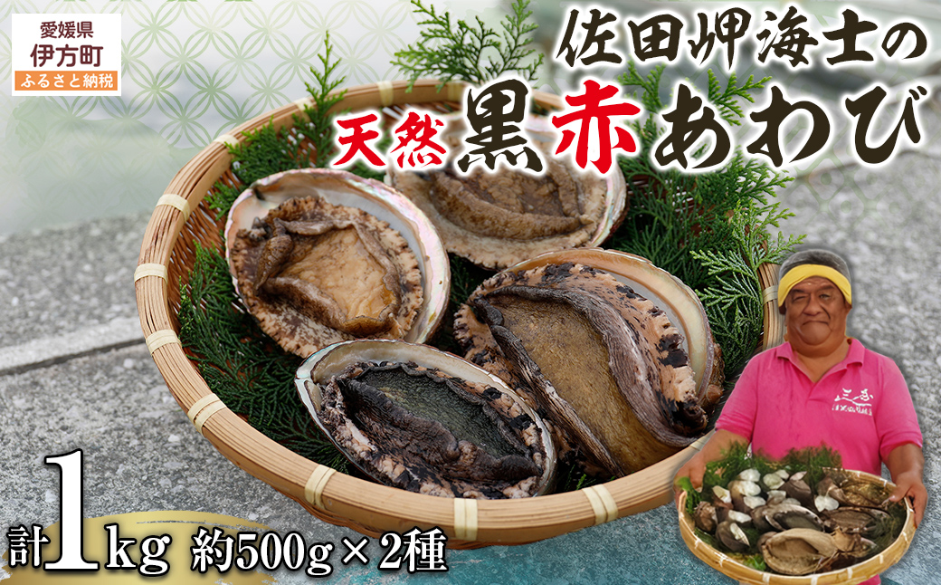【数量限定】佐田岬海士の黒赤あわび【4/15～10/25の漁解禁日に合わせて発送】※北海道・東北地方・沖縄・離島への配送不可 IKTJ014