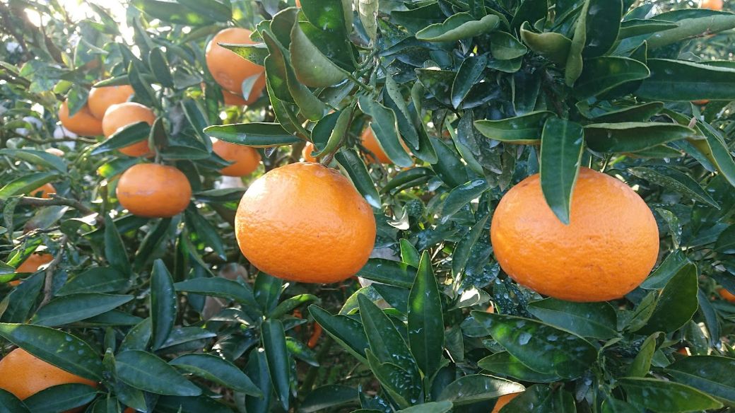 【先行受付】【数量限定】【贈答用】せとか（生果）3kg（2026年2月頃より順次発送） IKTQ009