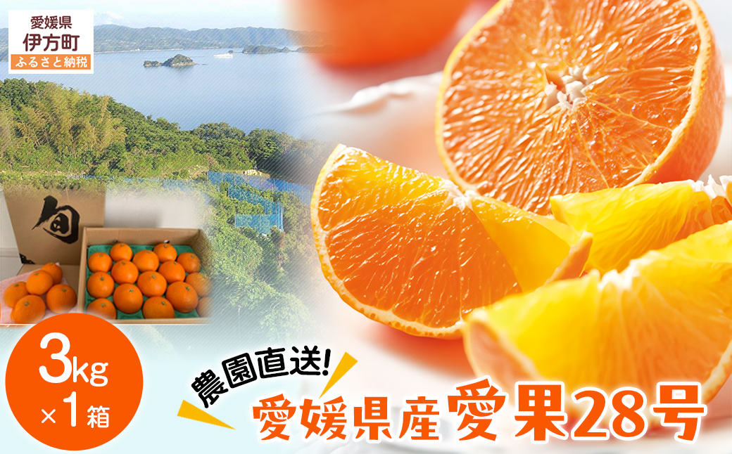【先行予約】【数量限定】＼農園直送／愛媛県産 愛果28号 3kg×1箱（2025年12月中旬より順次発送） 【ふるさと納税 人気 おすすめ ランキング 柑橘 みかん ミカン 蜜柑 愛果28号 紅 まどんな と同品種 果物 フルーツ 岡市農園 愛媛県産 愛媛県 伊方町 送料無料】 IKTV003