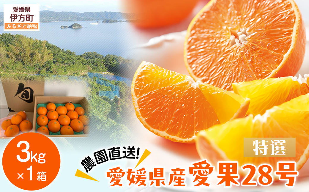 【先行予約】【数量限定】＼農園直送／愛媛県産 愛果28号（特選） 3kg×1箱（2025年12月中旬より順次発送） 【ふるさと納税 人気 おすすめ ランキング 柑橘 みかん ミカン 蜜柑 愛果28号 紅 まどんな と同品種 果物 フルーツ 岡市農園 愛媛県産 愛媛県 伊方町 送料無料】 IKTV004