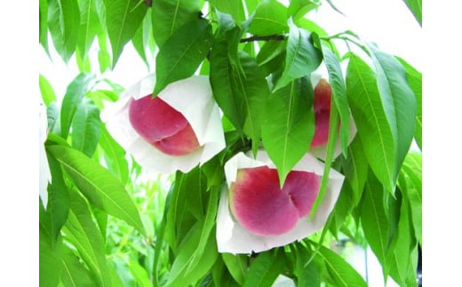 【産直・人気の特産品】森の国・松野町の桃 大玉（5～6玉）｜ もも　モモ　桃　フルーツ　果物　くだもの　果実　2kg　大玉　厳選　贈答　贈り物　愛媛　森の国　先行予約　数量限定　期間限定　※沖縄、離島への配送不可（北海道は可）　※2025年6月中旬頃より順次発送予定