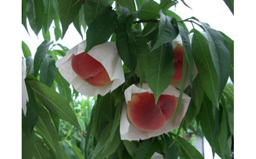 【産直・人気の特産品】森の国・松野町の桃 中玉（11～12玉）｜ もも　モモ　桃　フルーツ　果物　くだもの　果実　3.5kg　中玉　厳選　贈答　贈り物　愛媛　森の国　先行予約　数量限定　期間限定　※沖縄、離島への配送不可（北海道は可）　※2025年6月中旬頃より順次発送予定