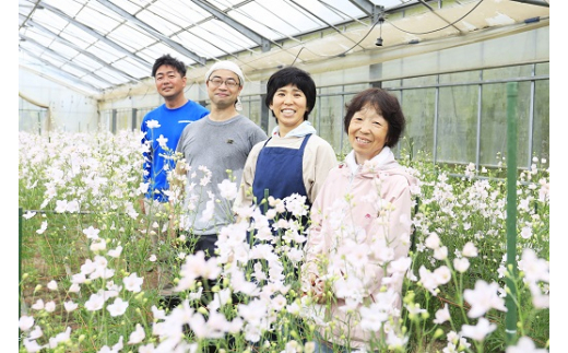 【産地直送】さくらひめ（秀）10本セット ※2026年2月上旬～2月下旬頃に順次発送予定