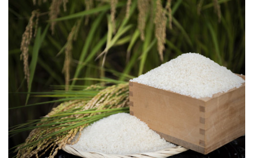 四国・森の国まつののお米「まっさら米」コシヒカリ精米5kg ◆　※離島への配送不可