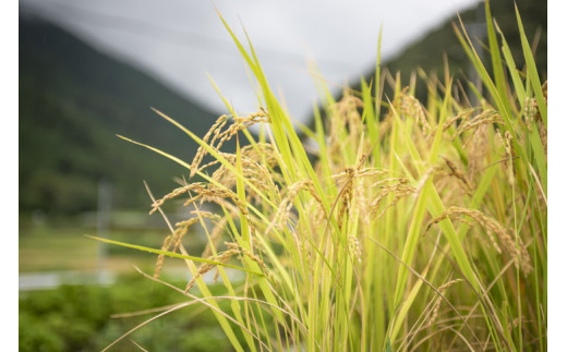 四国・森の国まつののお米「まっさら米」コシヒカリ精米10kg+玄米10kg ◆　※離島への配送不可