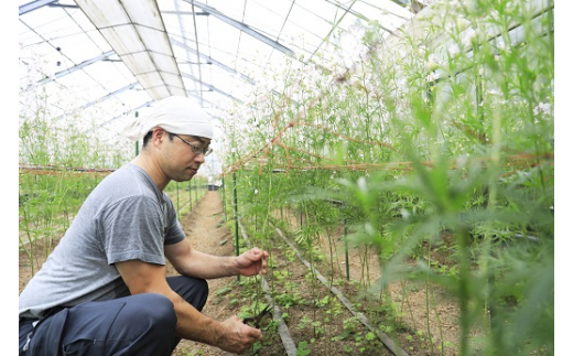 【産地直送】さくらひめ（秀）10本セット ※2026年2月上旬～2月下旬頃に順次発送予定