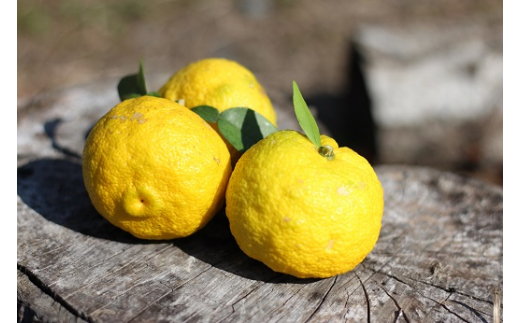 【愛媛県産 柚子使用】柚子の化粧水 ◇