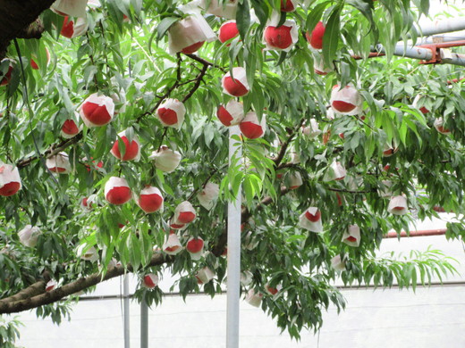 【2026年出荷分先行予約】愛媛の桃どころ 「綱崎農園」から届ける大玉桃 約2kg ｜ ふるさと納税 桃 冷蔵 松野町 フルーツ ギフト ※北海道・沖縄・離島への配送不可 ※2026年6月中旬～8月中旬もしくは下旬頃に順次発送予定