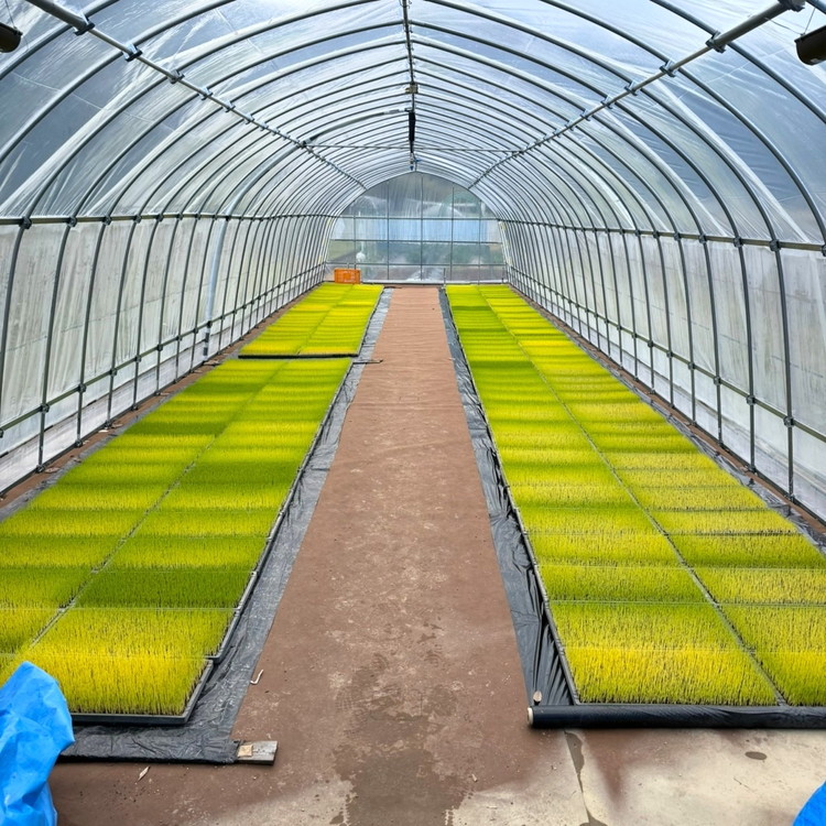 【R7年産新米】【一等米】丸身さん家の有機肥料栽培コシヒカリ 10kg ｜ 米 令和7年産 10kg 送料無料 国産 ふるさと納税 ※離島への配送不可