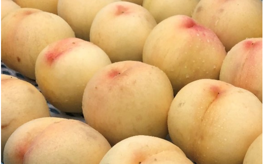 宗家　源吉兆庵 希少な清水白桃を贅沢にまるごとひとつ！プレミアム桃泉果（4個入り）◇ ｜宗家 源吉兆庵 和菓子 お菓子 清水白桃 白桃 もも モモ 桃 限定 高級 ギフト 贈り物　贈答 お祝い プレミアム 贅沢 スイーツ 愛媛県 松野町 お取り寄せ