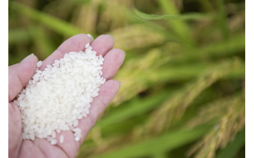 四国・森の国まつののお米「まっさら米」コシヒカリ精米5kg ◆　※離島への配送不可