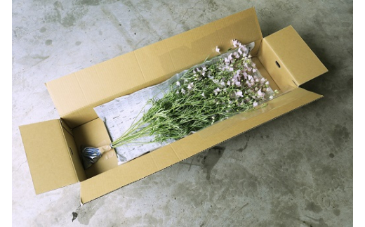 【産地直送】さくらひめ（秀）10本セット ※2026年2月上旬～2月下旬頃に順次発送予定