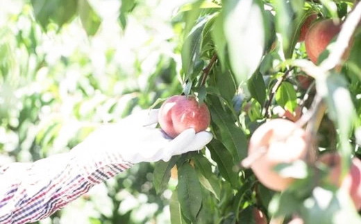 【2026年出荷分先行予約】愛媛の桃どころ 「綱崎農園」から届ける大玉桃 約2kg ｜ ふるさと納税 桃 冷蔵 松野町 フルーツ ギフト ※北海道・沖縄・離島への配送不可 ※2026年6月中旬～8月中旬もしくは下旬頃に順次発送予定