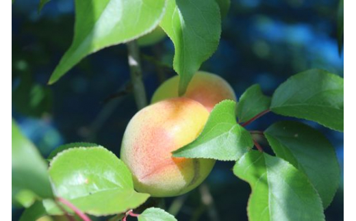 【松野町産 南高梅使用】梅干しセット（1kg）うす塩味、しそ漬 ◆