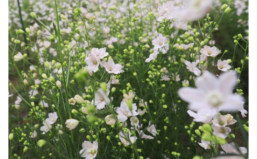 【産地直送】さくらひめ（秀）10本セット ※2026年2月上旬～2月下旬頃に順次発送予定