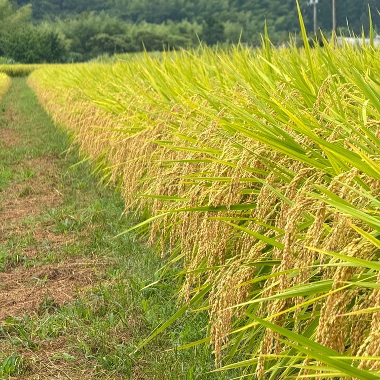 【R7年産新米】【一等米】丸身さん家の有機肥料栽培コシヒカリ 10kg ｜ 米 令和7年産 10kg 送料無料 国産 ふるさと納税 ※離島への配送不可